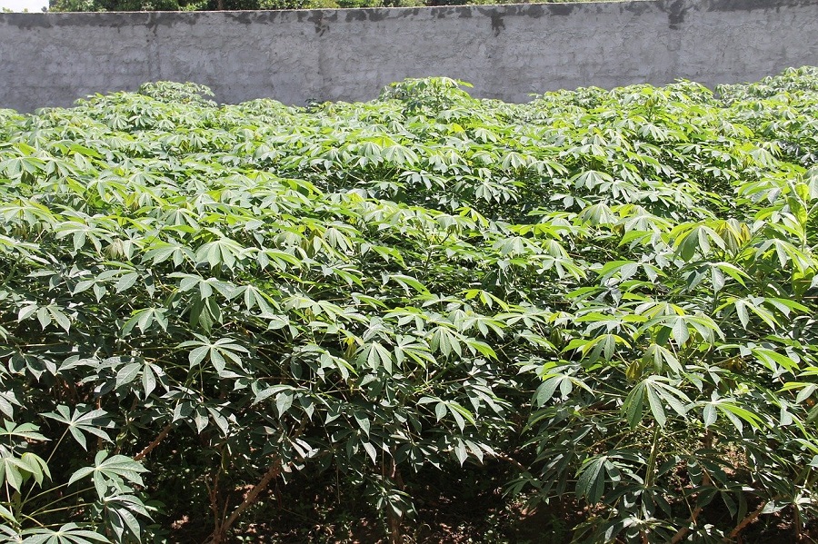 Cassava – The potato of the tropics as best alternative during global climate change