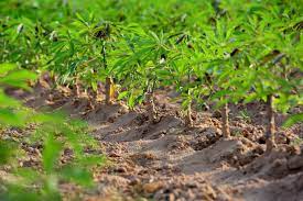 Cassava – staple food for 1 billion people worldwide