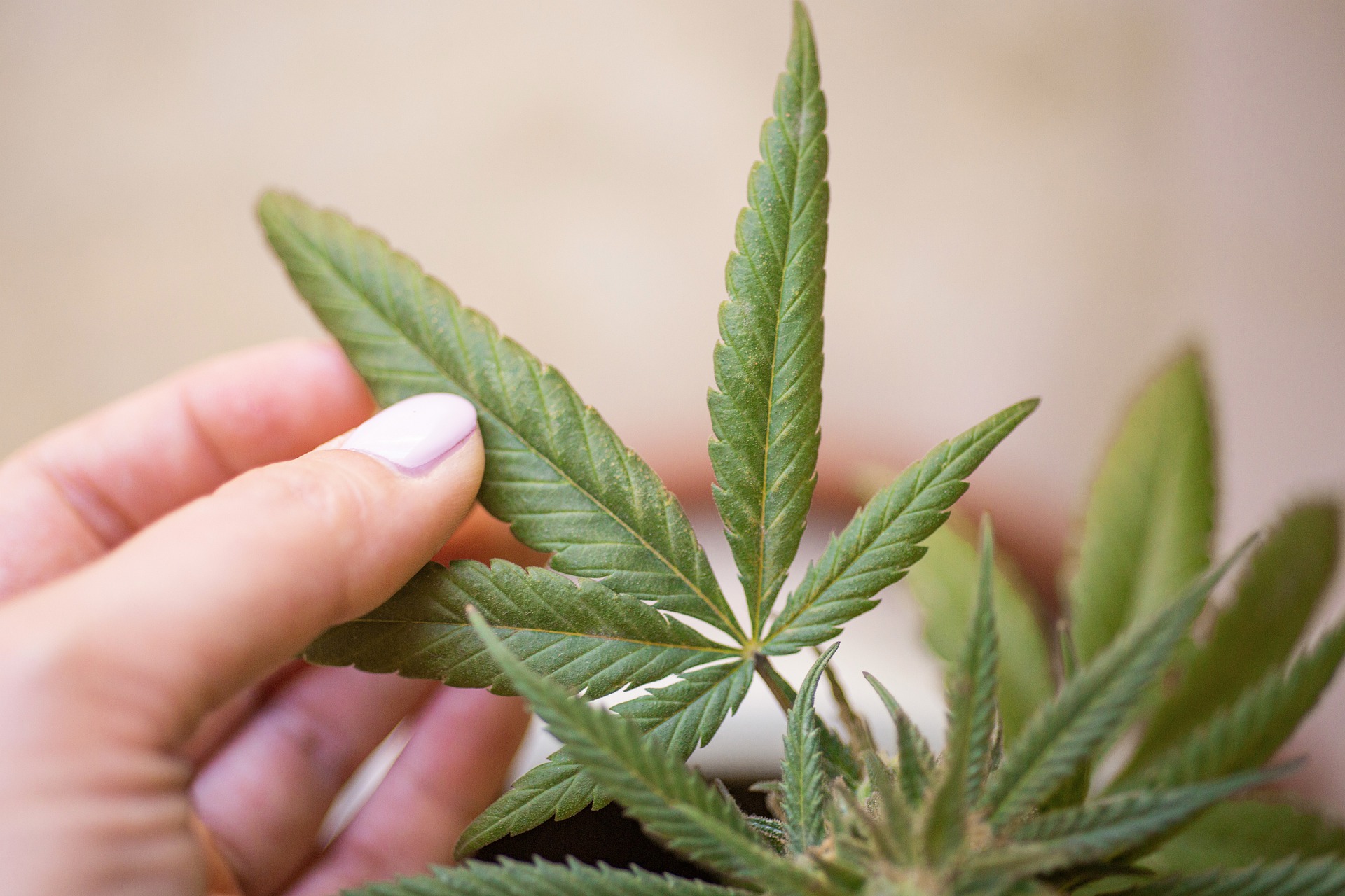 Cannabis als wiederentdeckte Heilpflanze für die pharmazeutische Entwicklung